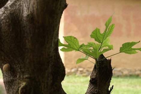 230575_105609816194718_4299596_n