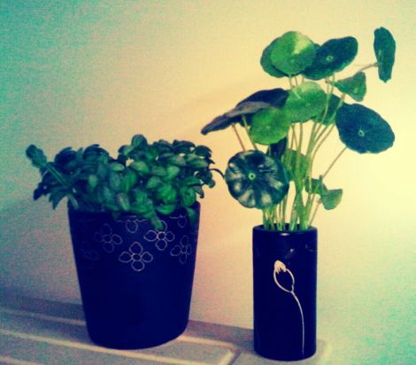 704066_377222925700071_236203341_o